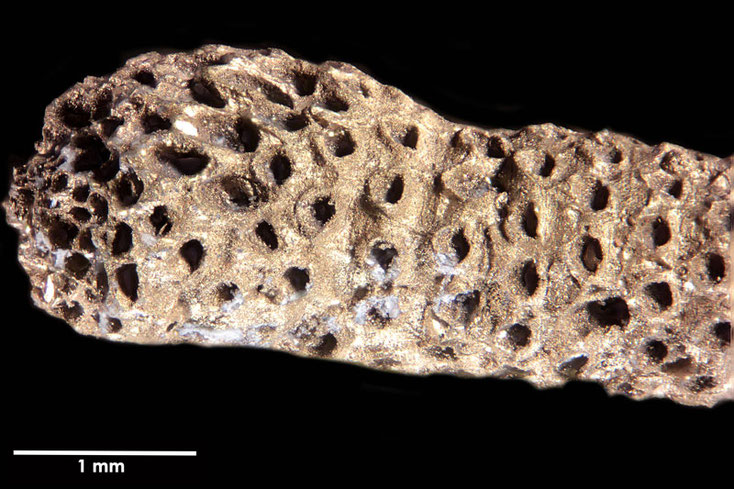 Senckenberg, Bryozoa, Bryozoen, Moostierchen, Sammlung Voigt