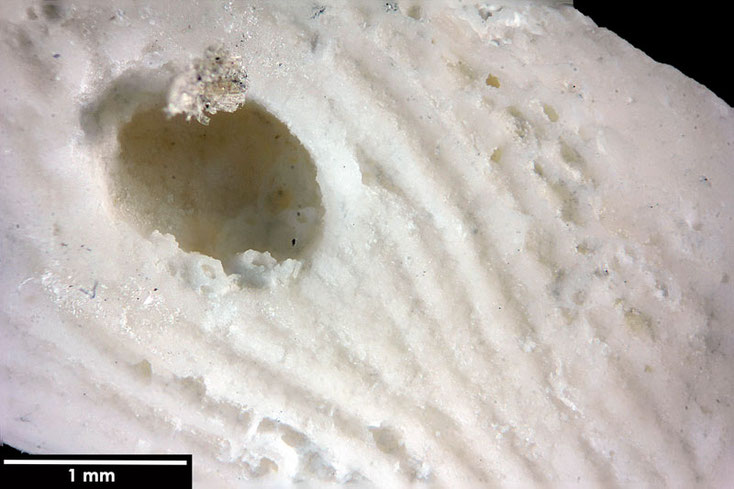 Senckenberg, Bryozoa, Bryozoen, Moostierchen, Sammlung Voigt