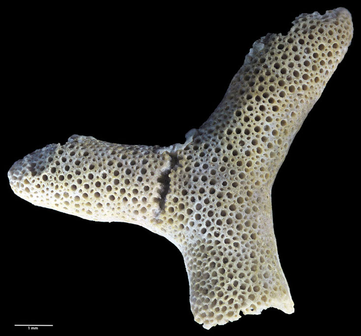 Senckenberg, Bryozoa, Bryozoen, Moostierchen, Sammlung Voigt