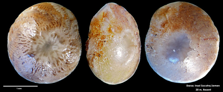 Foraminifere, Foraminifera, Bryozoa, Senckenberg, Socotra, Jemen