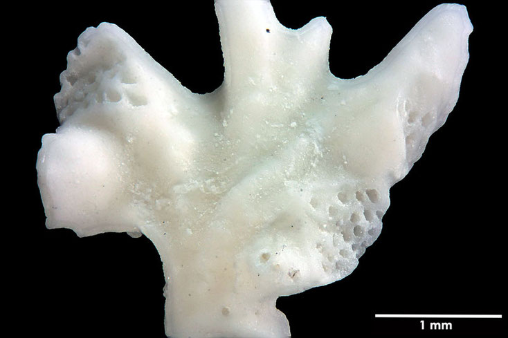 Senckenberg, Bryozoa, Bryozoen, Moostierchen, Sammlung Voigt