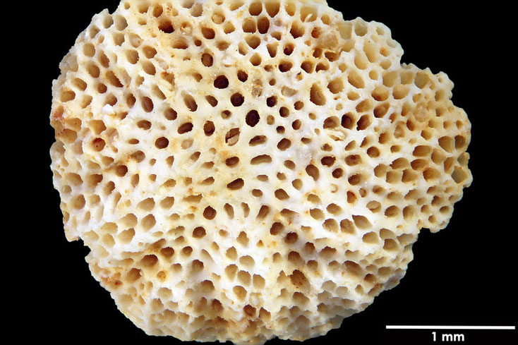 Senckenberg, Bryozoa, Bryozoen, Moostierchen, Sammlung Voigt