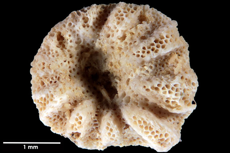 Senckenberg, Bryozoa, Bryozoen, Moostierchen, Sammlung Voigt