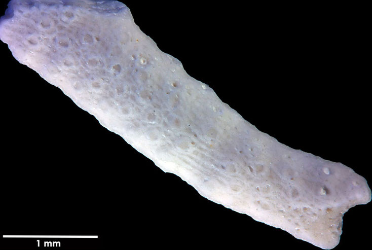 Senckenberg, Bryozoa, Bryozoen, Moostierchen, Sammlung Voigt