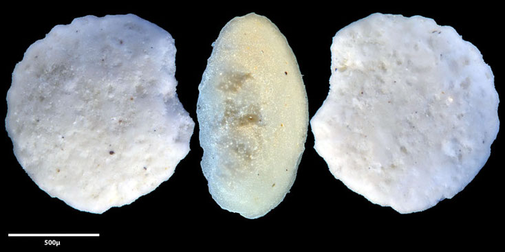 Australien, Foraminiferen, Miocän, Kalkstein