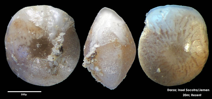 Foraminifere, Foraminifera, Bryozoa, Senckenberg, Socotra, Jemen