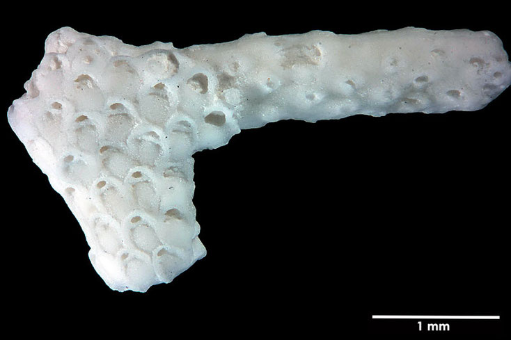 Senckenberg, Bryozoa, Bryozoen, Moostierchen, Sammlung Voigt