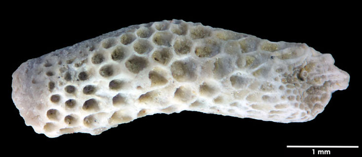 Senckenberg, Bryozoa, Bryozoen, Moostierchen, Sammlung Voigt