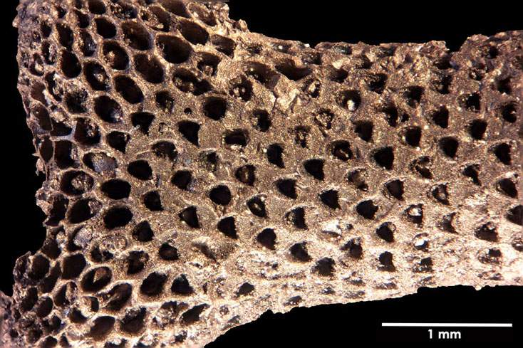 Senckenberg, Bryozoa, Bryozoen, Moostierchen, Sammlung Voigt