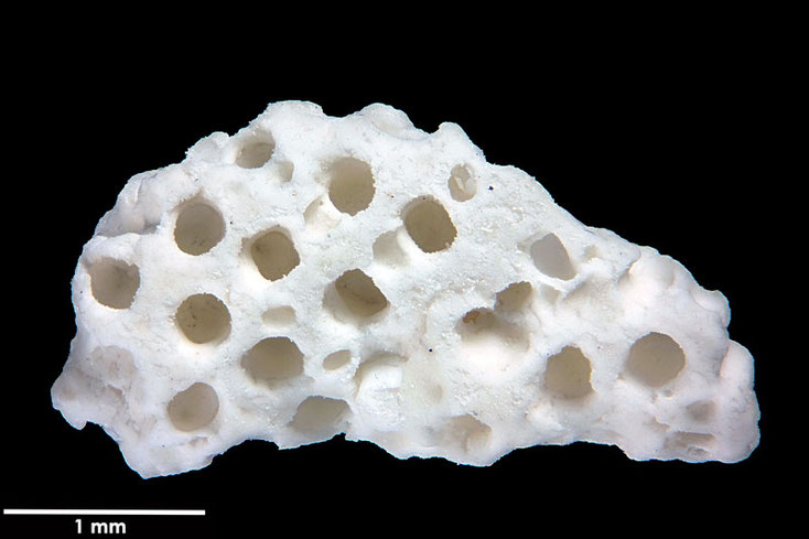 Senckenberg, Bryozoa, Bryozoen, Moostierchen, Sammlung Voigt