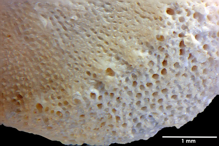 Senckenberg, Bryozoa, Bryozoen, Moostierchen, Sammlung Voigt