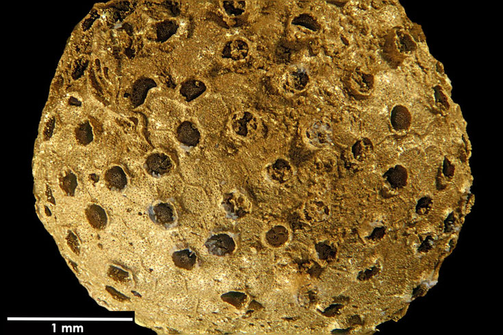 Senckenberg, Bryozoa, Bryozoen, Moostierchen, Sammlung Voigt