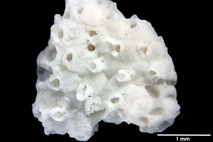 Senckenberg, Bryozoa, Bryozoen, Moostierchen, Sammlung Voigt