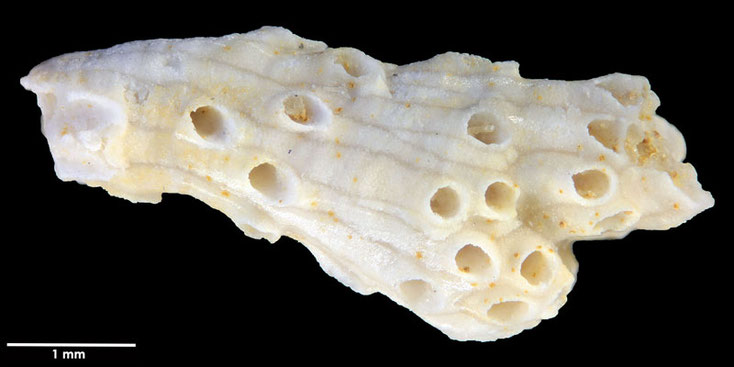 Senckenberg, Bryozoa, Bryozoen, Moostierchen, 