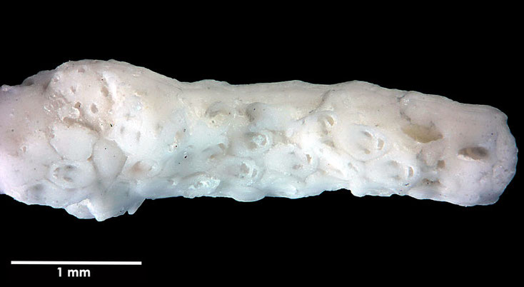 Senckenberg, Bryozoa, Bryozoen, Moostierchen, Sammlung Voigt