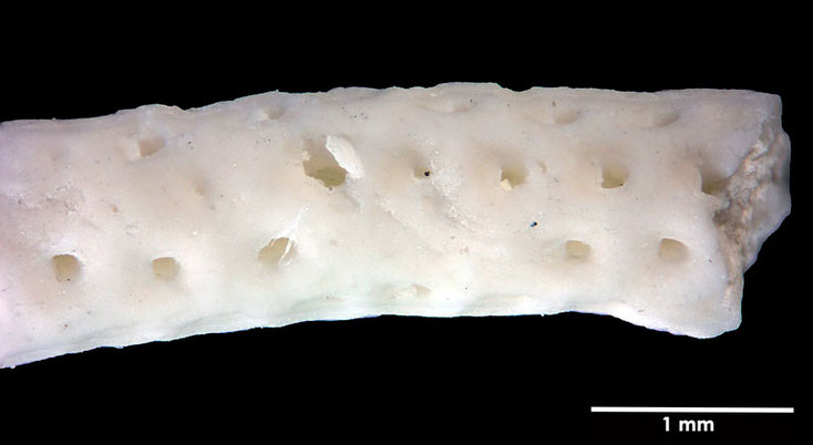 Senckenberg, Bryozoa, Bryozoen, Moostierchen, Sammlung Voigt