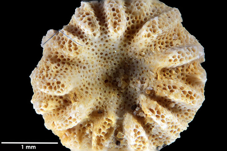 Senckenberg, Bryozoa, Bryozoen, Moostierchen, Sammlung Voigt