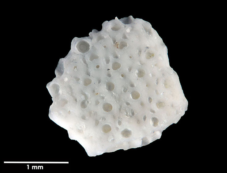 Senckenberg, Bryozoa, Bryozoen, Moostierchen, Sammlung Voigt