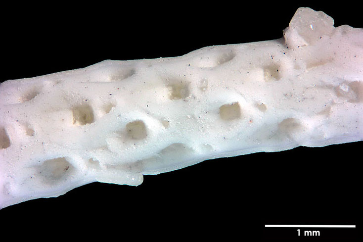 Senckenberg, Bryozoa, Bryozoen, Moostierchen, Sammlung Voigt