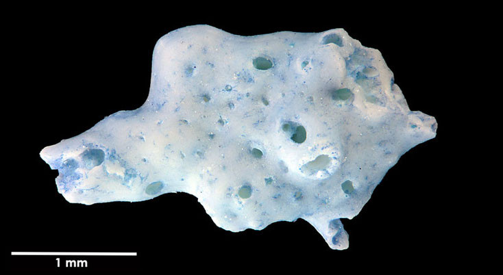 Senckenberg, Bryozoa, Bryozoen, Moostierchen, Sammlung Voigt