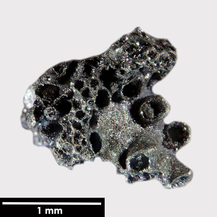 Senckenberg, Bryozoa, Bryozoen, Moostierchen, Sammlung Voigt