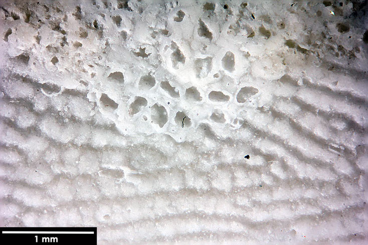 Senckenberg, Bryozoa, Bryozoen, Moostierchen, Sammlung Voigt