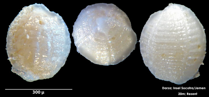 Foraminifere, Foraminifera, Bryozoa, Senckenberg, Socotra, Jemen