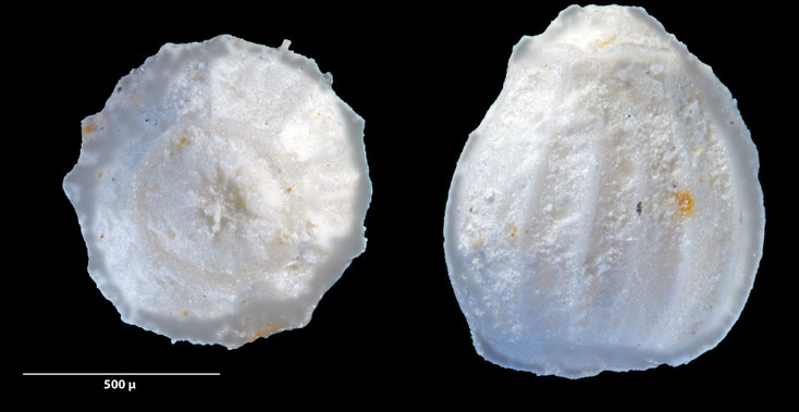 Foraminifere, Foraminifera, Bryozoa, Senckenberg, fossil, Zeltberg, Maastrichtium