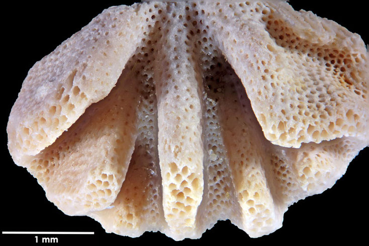 Senckenberg, Bryozoa, Bryozoen, Moostierchen, Sammlung Voigt