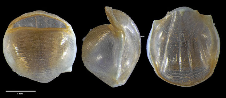 Cavoliniidae, Meeresschnecken, Telodiacria quadridentata (Blainville, 1821)