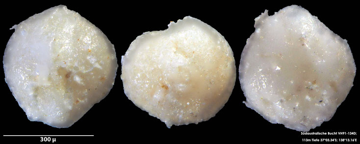 Foraminifere, Foraminifera, Bryozoa, Senckenberg, Australien