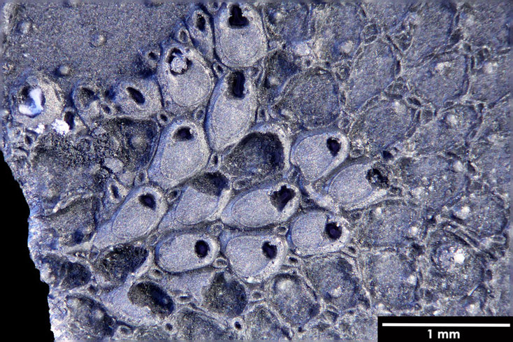 Senckenberg, Bryozoa, Bryozoen, Moostierchen, Sammlung Voigt