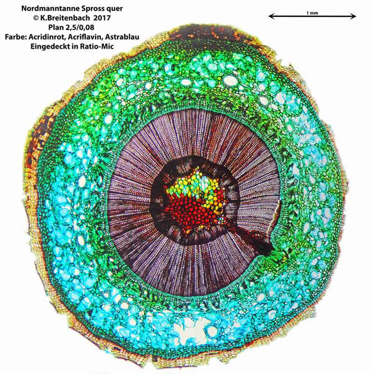Nordmanntanne, Spross quer geschnitten ca. 50µ dick, geschnitten mit Schlittenmikrotom und Einmalmesser
