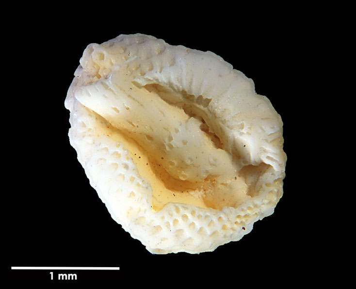 Senckenberg, Bryozoa, Bryozoen, Moostierchen, Sammlung Voigt