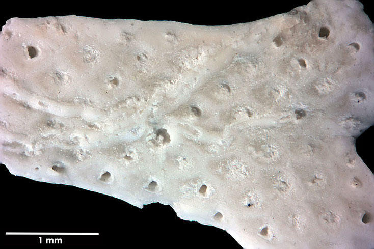 Senckenberg, Bryozoa, Bryozoen, Moostierchen, Sammlung Voigt