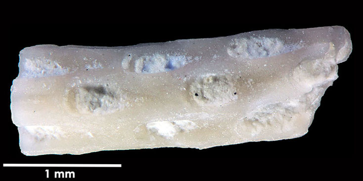 Senckenberg, Bryozoa, Bryozoen, Moostierchen, Sammlung Voigt