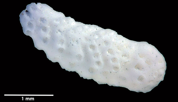 Senckenberg, Bryozoa, Bryozoen, Moostierchen, Sammlung Voigt