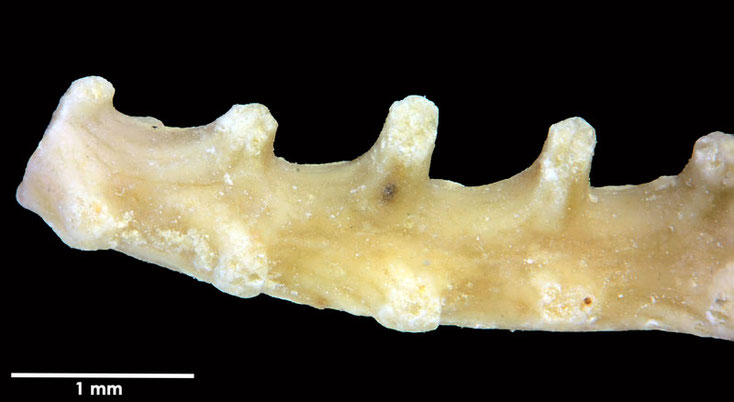 Senckenberg, Bryozoa, Bryozoen, Moostierchen, Sammlung Voigt