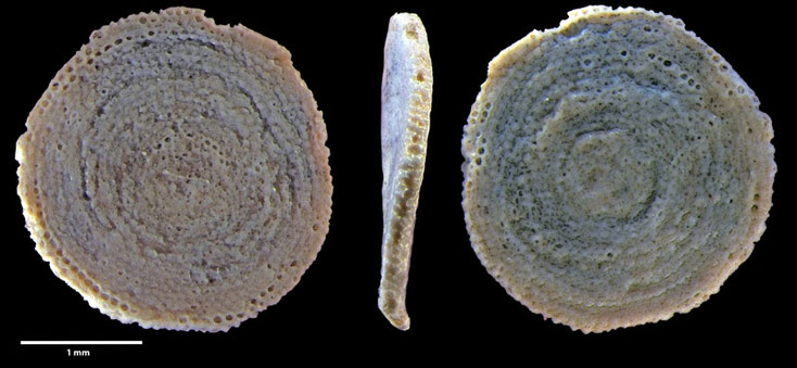 Foraminiferen, Foraminifera, Fora, Senckenberg, Aden, Bab-el-Mandeb