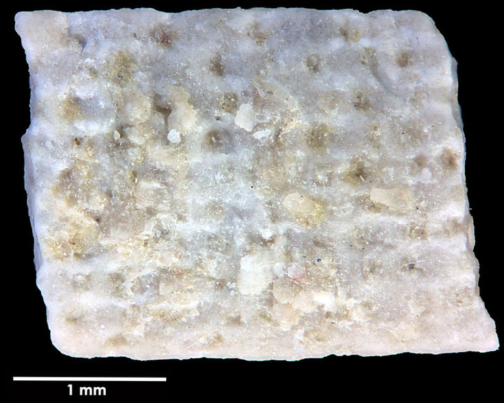 Senckenberg, Bryozoa, Bryozoen, Moostierchen, Sammlung Voigt