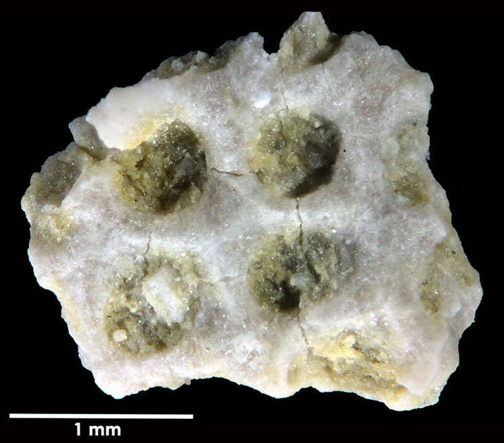 Senckenberg, Bryozoa, Bryozoen, Moostierchen, Sammlung Voigt