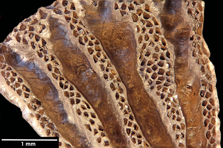 Senckenberg, Bryozoa, Bryozoen, Moostierchen, Sammlung Voigt