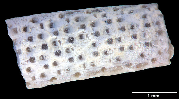 Senckenberg, Bryozoa, Bryozoen, Moostierchen, Sammlung Voigt