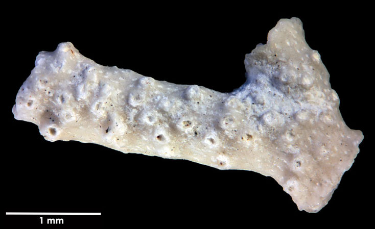 Senckenberg, Bryozoa, Bryozoen, Moostierchen, Sammlung Voigt