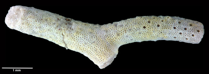 Senckenberg, Bryozoa, Bryozoen, Moostierchen, Sammlung Voigt