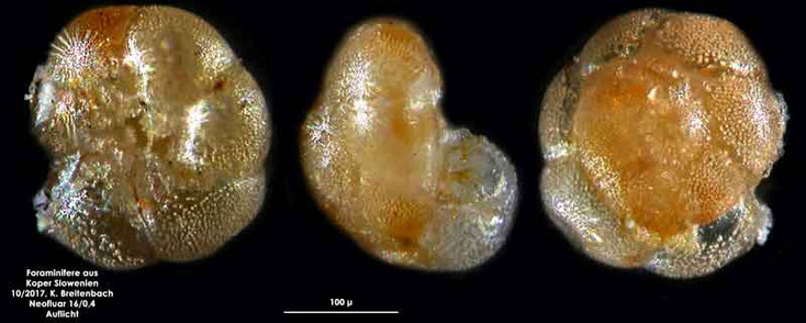 Bild 6 Foraminifere aus Koper/Slowenien Art: spec Discanomalina semipunctata (Bailey)