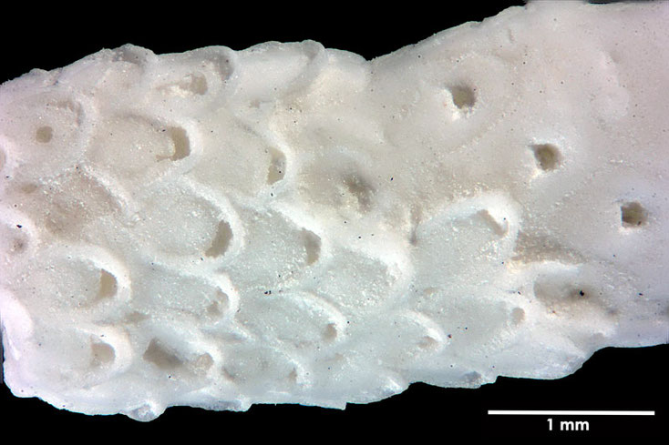 Senckenberg, Bryozoa, Bryozoen, Moostierchen, Sammlung Voigt