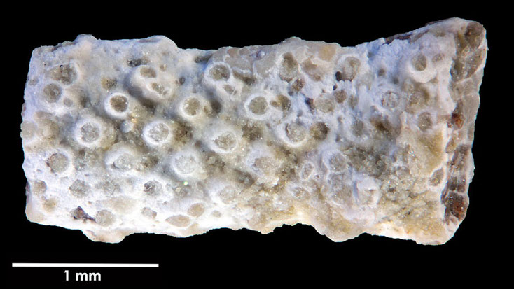 Senckenberg, Bryozoa, Bryozoen, Moostierchen, Sammlung Voigt