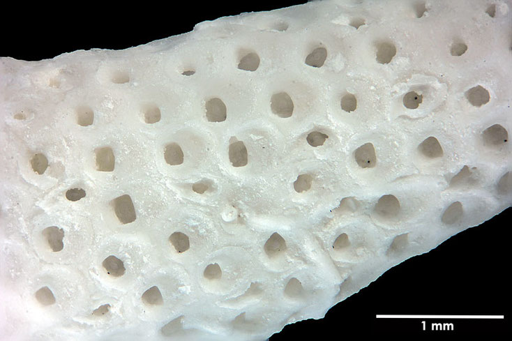 Senckenberg, Bryozoa, Bryozoen, Moostierchen, Sammlung Voigt