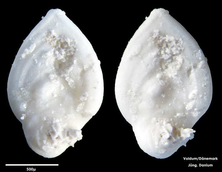 Foraminifere, Foraminifera, Bryozoa, Senckenberg, fossil, Voldum, Danium